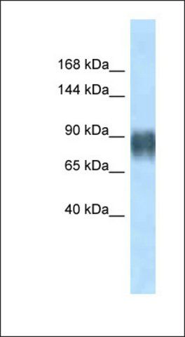 Anti-AVIL antibody produced in rabbit