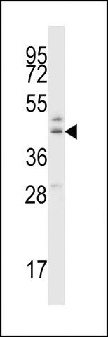 ANTI-B3GNT1(C-TERMINAL) antibody produced in rabbit