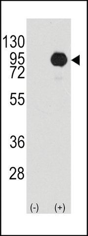 ANTI-B-RAF (S445) antibody produced in rabbit