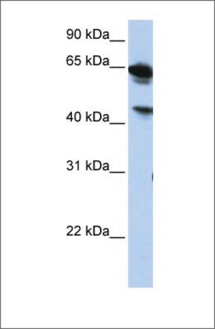 Anti-BAT5 (ab1) antibody produced in rabbit