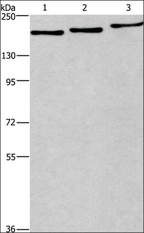 Anti-BAG6 antibody produced in rabbit