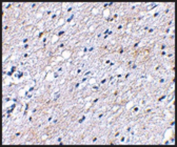 Anti-BAP3 antibody produced in rabbit