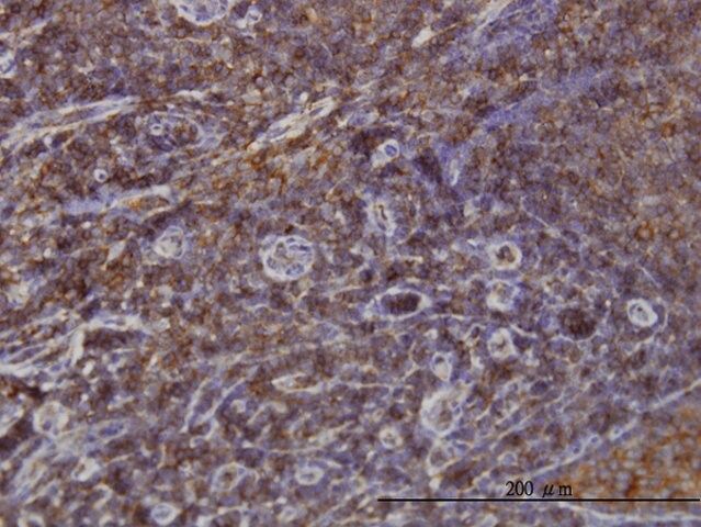 Monoclonal Anti-SNX1 antibody produced in mouse