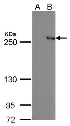 Monoclonal Anti-TET2 antibody produced in mouse