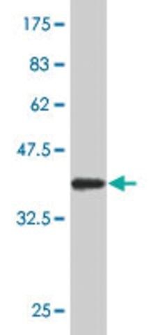 Monoclonal Anti-SOX8 antibody produced in mouse