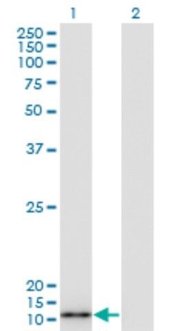 Monoclonal Anti-S100A7 antibody produced in mouse