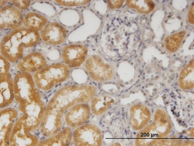 Monoclonal Anti-SORD antibody produced in mouse