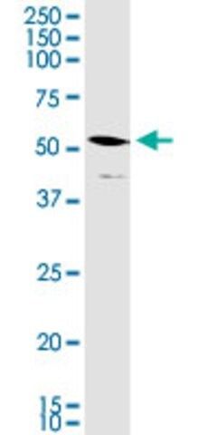 Monoclonal Anti-STAP2 antibody produced in mouse