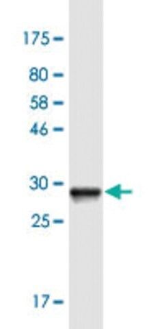 Monoclonal Anti-SOX5 antibody produced in mouse