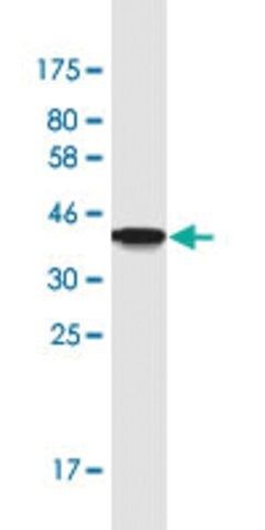 Monoclonal Anti-TJAP1 antibody produced in mouse