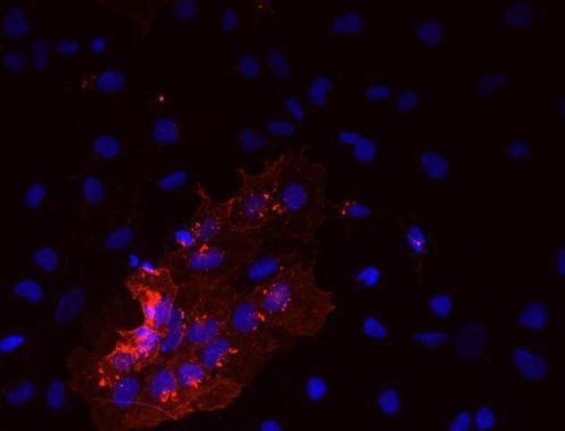 Monoclonal Anti-SSEA-5 antibody produced in mouse