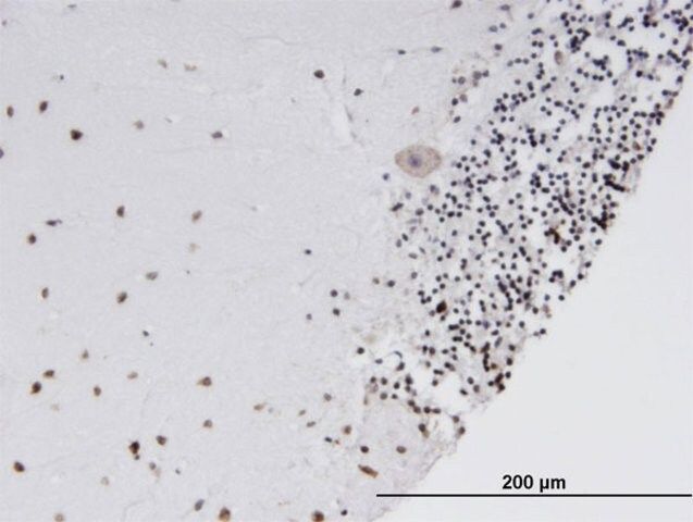 Monoclonal Anti-SOX15 antibody produced in mouse