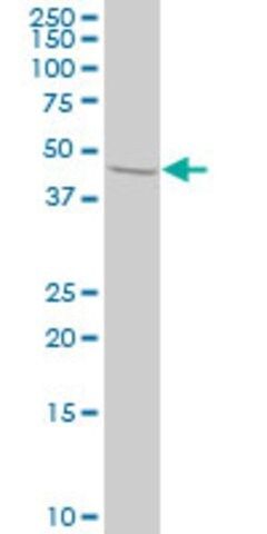 Monoclonal Anti-STAM2 antibody produced in mouse