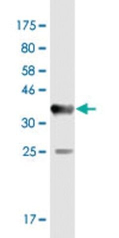 Monoclonal Anti-SSX4 antibody produced in mouse