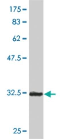 Monoclonal Anti-SOX12 antibody produced in mouse