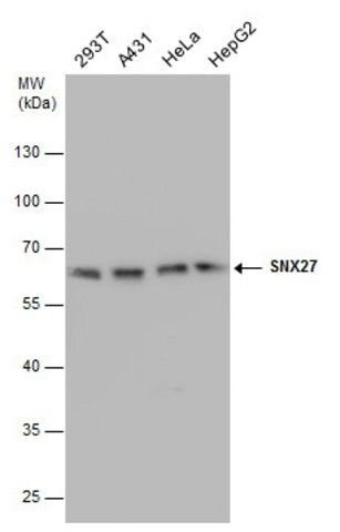 Monoclonal Anti-SNX27 antibody produced in mouse