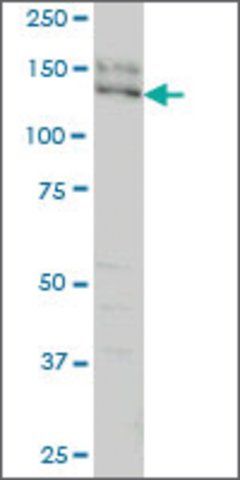 Monoclonal Anti-SPAG5 antibody produced in mouse