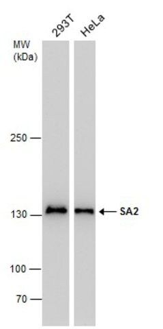 Monoclonal Anti-STAG2 antibody produced in mouse