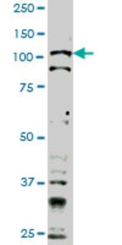 Monoclonal Anti-TLR9 antibody produced in mouse