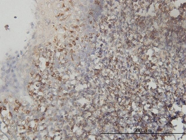 Monoclonal Anti-TES antibody produced in mouse