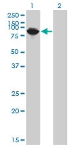 Monoclonal Anti-THNSL1 antibody produced in mouse