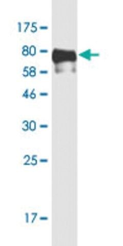 Monoclonal Anti-TFEB antibody produced in mouse