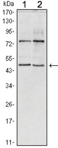 Monoclonal Anti-THAP11 antibody produced in mouse