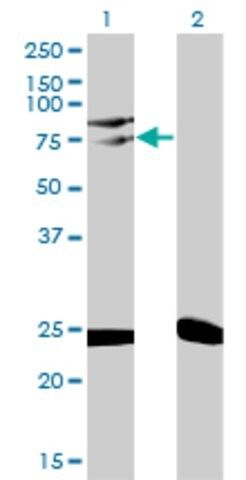 Monoclonal Anti-TRIM25 antibody produced in mouse