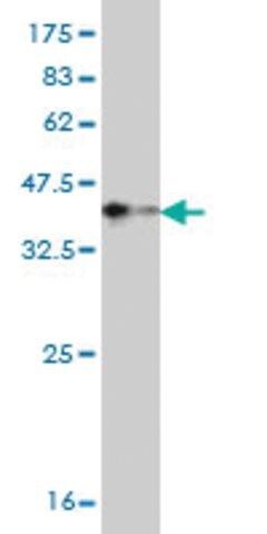 Monoclonal Anti-TNNT3 antibody produced in mouse