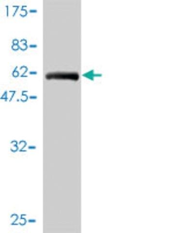 Monoclonal Anti-TEX264 antibody produced in mouse