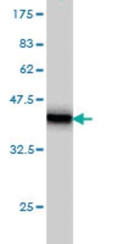 Monoclonal Anti-TRIM68 antibody produced in mouse