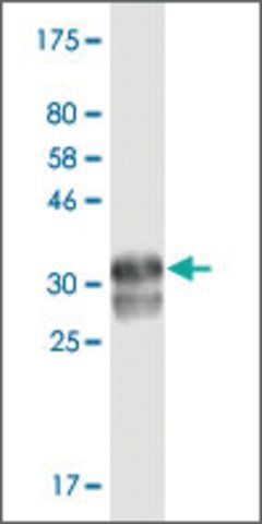 Monoclonal Anti-TNFRSF10A antibody produced in mouse