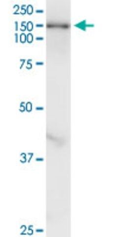 Monoclonal Anti-TULP4 antibody produced in mouse