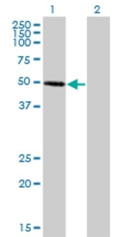 Monoclonal Anti-ZNF277 antibody produced in mouse