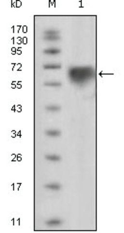 Monoclonal Anti-TYRO3 antibody produced in mouse