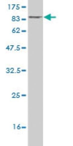 Monoclonal Anti-TRIP13 antibody produced in mouse