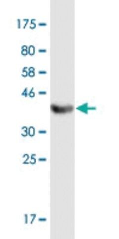 Monoclonal Anti-TRAF3IP3 antibody produced in mouse