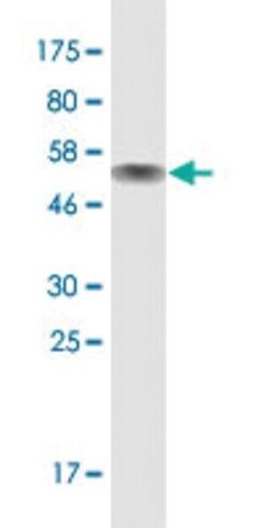 Monoclonal Anti-ZNF511, (C-terminal) antibody produced in mouse