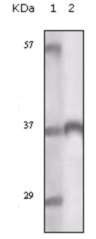 Monoclonal Anti-TYRO3 antibody produced in mouse