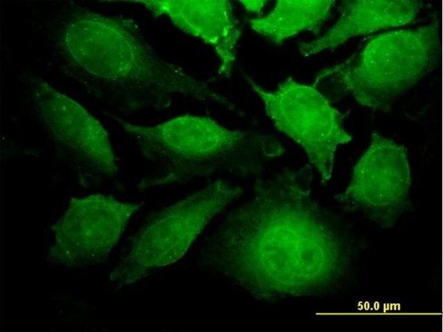 Monoclonal Anti-TRIP6 antibody produced in mouse