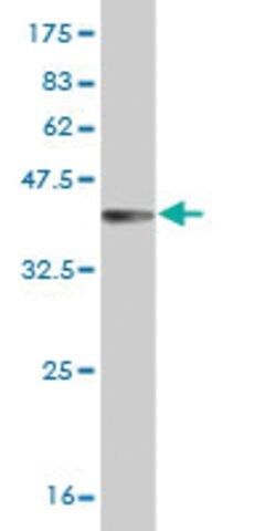 Monoclonal Anti-TRIB3 antibody produced in mouse