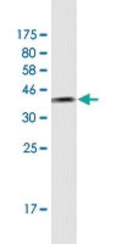 Monoclonal Anti-TCEA2 antibody produced in mouse