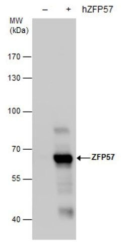 Monoclonal Anti-ZFP57 antibody produced in mouse