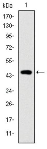 Monoclonal Anti-TNNI2 antibody produced in mouse