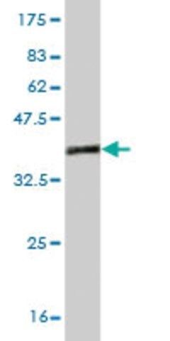 Monoclonal Anti-ZIC1 antibody produced in mouse