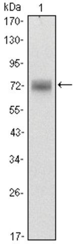 Monoclonal Anti-ZBTB16 antibody produced in mouse