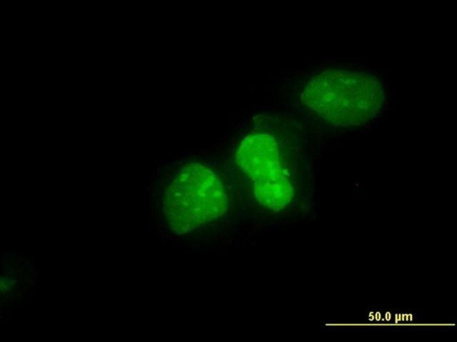 Monoclonal Anti-XRCC6 antibody produced in mouse