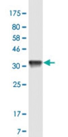 Monoclonal Anti-TTPA antibody produced in mouse