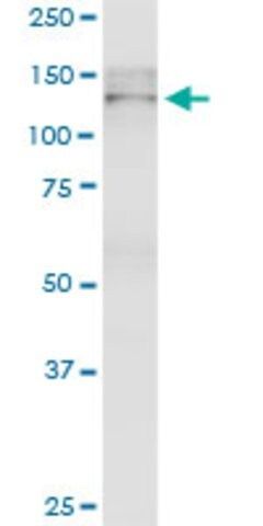 Monoclonal Anti-TJP2 antibody produced in mouse