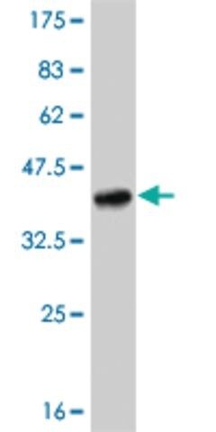 Monoclonal Anti-TLR8 antibody produced in mouse